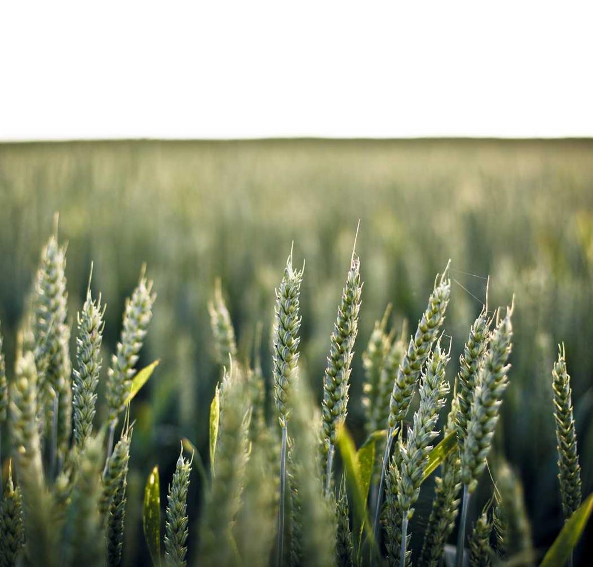 摩臣4如何建立营销团队和合作伙伴关系?