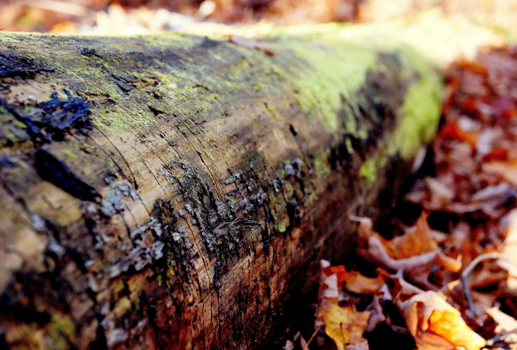 桃花源记手游：信阳代理商标注册的哪家好