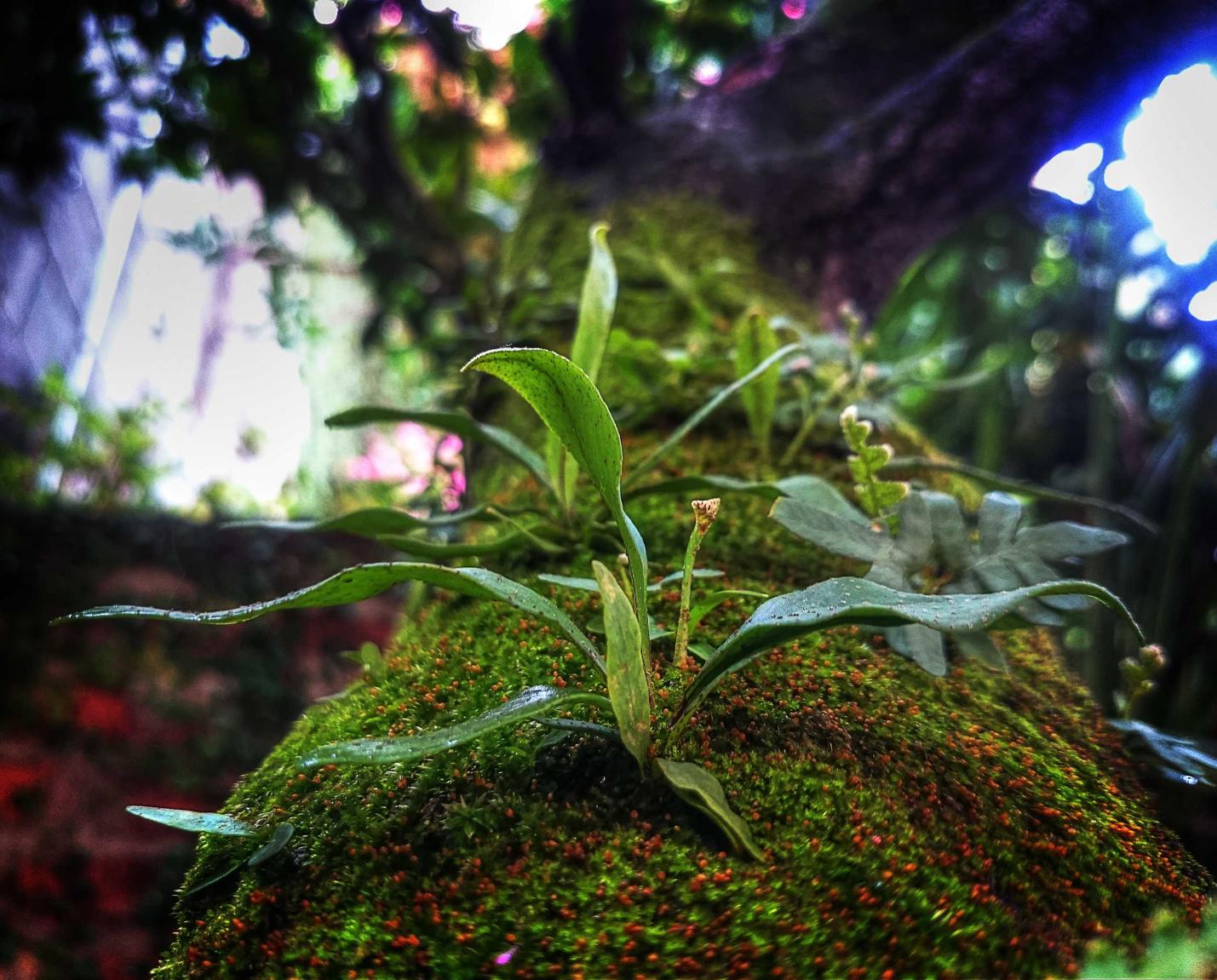 微信批发：夜未央直播app详情下载教程