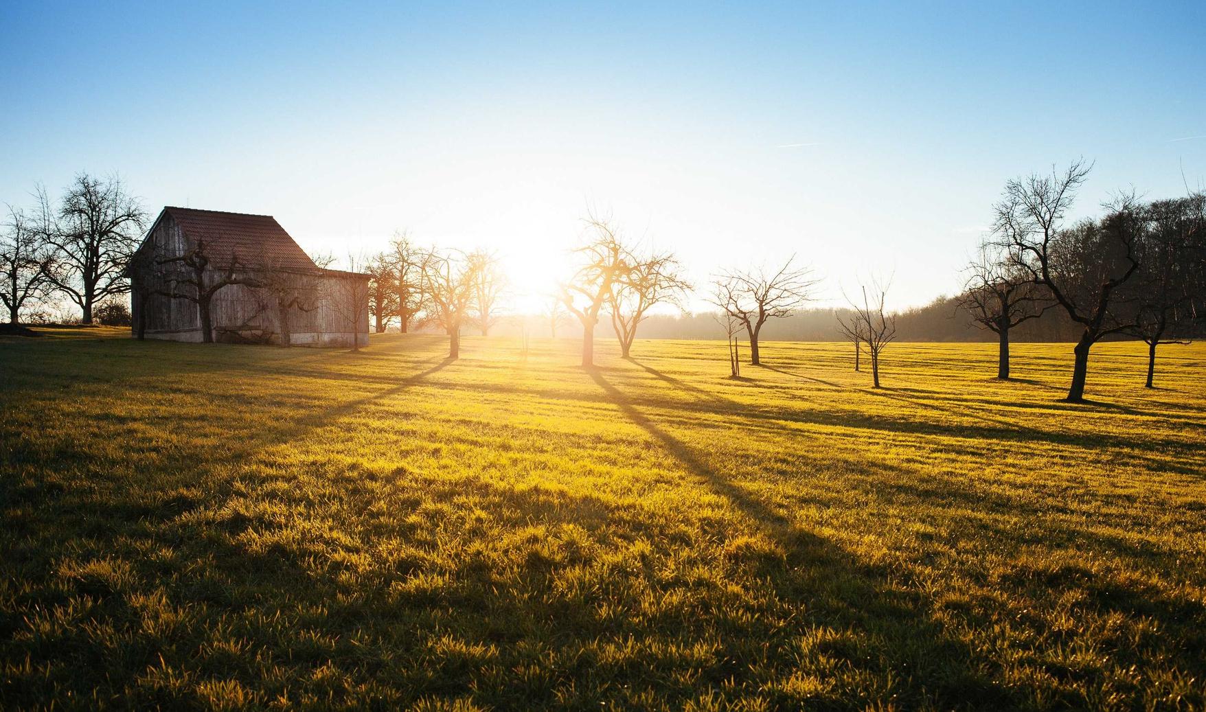 贝纳查比华士 Brevas（12支）：项目规划代理个平台