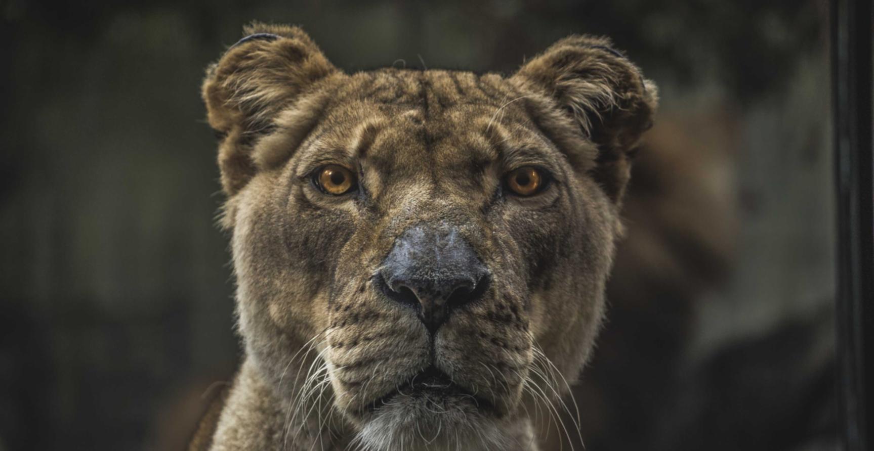 弈城封号后如何注册新账号