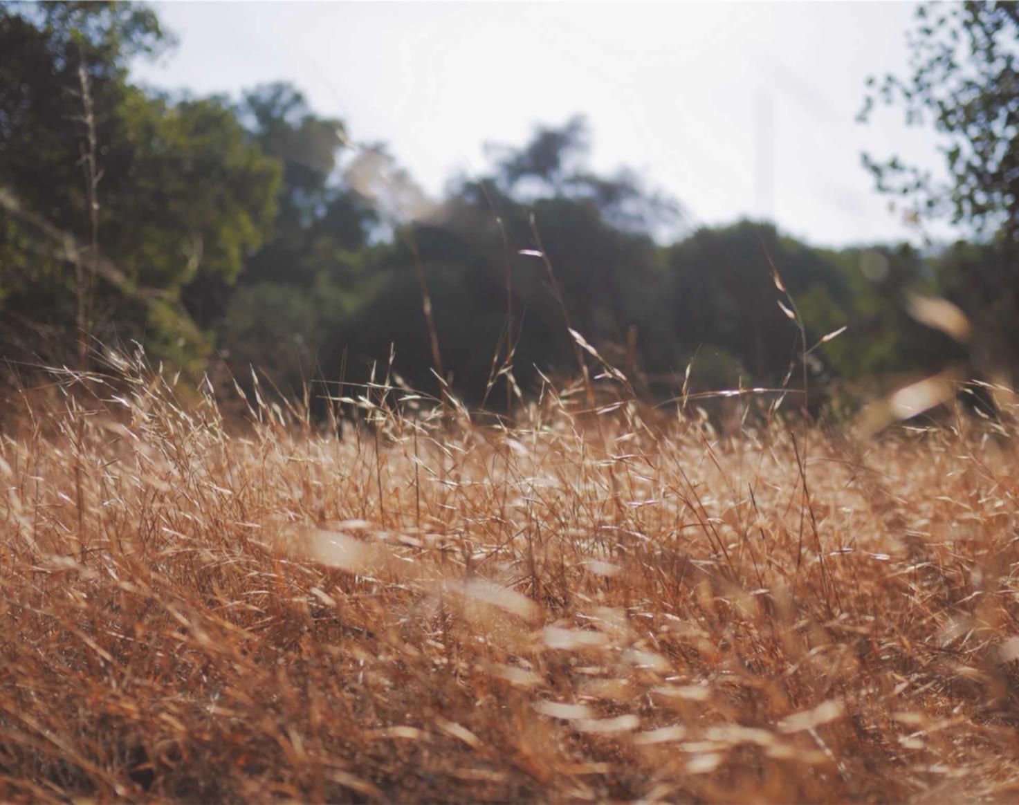 欧盟好彩蓝莓双爆珠：累成狗APP详情下载教程